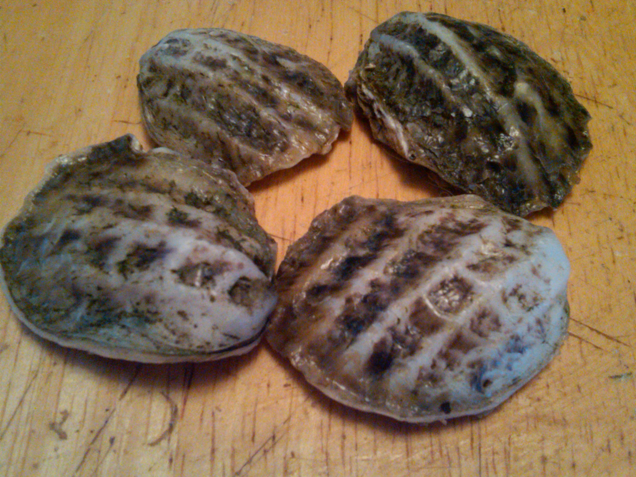 checkered oysters